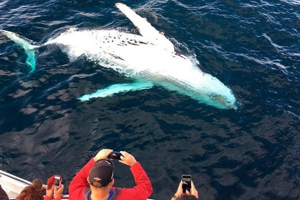 Crucero de avistamiento de ballenas en Puerto Vallarta